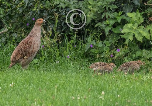 Grey Partridge and Young  DM1609